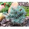 Ель колючая 'Мекки' / Picea pungens 'Mecky'