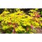 Дицентра превосходная 'Еллоу Лиф' / Dicentra spectabilis 'Yellow Leaf'