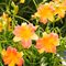 Лилейник 'Эври Дейлили Панч Еллоу' / Hemerocallis 'EveryDaylily Punch Yellow'