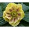 Морозник восточный 'Дабл Еллоу Споттед' / Helleborus orientalis 'Double Yellow Spotted'