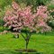 Вишня  'Пинк Перфекшн' / Prunus serrulata 'Pink Perfection'