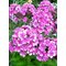 Флокс метельчатый 'Конек-Горбунок' / Phlox paniculata 'Konyok-Gorbunok'