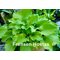 Хоста 'Мэрилин Монро' / Hosta 'Marilyn Monroe'