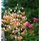 Лилия мартагон 'Фэйри Монинг' / Lilium martagon 'Fairy Morning'