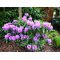 Рододендрон кэтэвбинский 'Грандифлорум' / Rhododendron catawbiense `'Grandiflorum'
