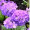 Примула зубчатая  'Лилак' / Primula denticulata 'Lilac'