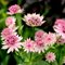 Астранция 'Спарклинг Старс Пинк' / Astrantia 'Sparkling Stars Pink'