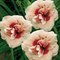 Лилейник 'Ю энджел ю' / Hemerocallis 'You angel you'