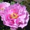 Пион 'Мэй Лилак' / Paeonia hybryda 'May Lilac'