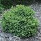 Ель 'Барри' / Picea abies 'Barryi'