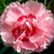 Гвоздика перистая 'Дорис' /  Dianthus plumarius 'Doris'