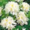 Рододендрон листопадный 'Уайт Мелоди' / Rhododendron luteum 'White Melody'