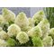 Гортензия метельчатая 'Скайфолл' / Hydrangea paniculata 'Skyfall'