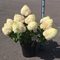 Гортензия метельчатая 'Саммер Лав' / Hydrangea paniculata 'Summer Love ®'