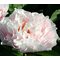 Пион 'Блашинг Принцесс' / Paeonia hybrid  'Blushing Princess'