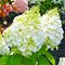 Гортензия метельчатая 'Мэджикал Мон Блан' / Hydrangea paniculata 'Magical Mont Blanc'