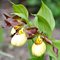 Башмачок 'Инге' / Cypripedium 'Inge'