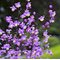 Ваcилистник Перпл Уингс / Thalictrum ‘Purple Wings’