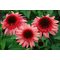 Эхинацея 'Рэспберри Трафл'  / Echinacea 'Raspberry Truffle'