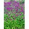 Чистец 'Саммер Грэйпс' /  Stachys officinalis 'Summer Grapes'