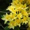 Рододендрон листопадный 'Нарциссифлора' / Rhododendron luteum 'Narcissiflora'