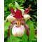 Башмачок 'Гизела' / Cypripedium Gisela
