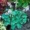 Хоста 'Черч Маус' / Hosta hybride 'Church Mouse'