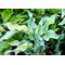 Хоста 'Грэвити Рокс' / Hosta 'Gravity Rocks'
