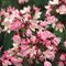 Дейция гибридная 'Юки Черри Блоссом' / Deutzia hybrida 'Yuki Cherry Blossom'