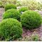 Туя 'Мистер Боулинг Болл' / Thuja occidentalis 'Mr Bowling Ball'