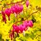 Дицентра превосходная 'Еллоу Лиф' / Dicentra spectabilis 'Yellow Leaf'