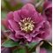 Морозник восточный 'Дабл Эллен Перпл' / Helleborus orientalis 'Double Ellen Purple'