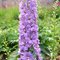 Дельфиниум   'Камелиард' / Delphinium ‘Camelliard'