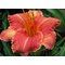 Лилейник 'Претти Фэнси' / Hemerocallis 'Pretty Fancy'