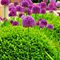 Лук  'Перпл Сенсейшн' / Allium 'Purple Sensation'