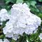 Флокс метельчатый 'Уайт Адмирал' / Phlox paniculata 'White Admiral'