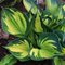 Хоста  'Миднайт  Оазис' /          Hosta  hybride  'Midnight at the Oasis'