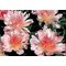 Пион 'Силли Салли'   / Paeonia lactiflora 'Silly Sally'
