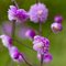 Ваcилистник Перпл Уингс / Thalictrum ‘Purple Wings’