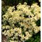 Рододендрон листопадный 'Норсэн Лайтс' / Rhododendron   'Northen Lights'