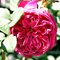 Роза Барни 'Академия' / Rose 'Accademia', Barni