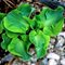 Хоста 'Черч Маус' / Hosta hybride 'Church Mouse'