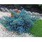 Можжевельник чешуйчатый 'Блу Стар' / Juniperus squamata 'Blue Star'
