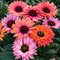 Эхинацея 'Сансикерс Рэйнбоу ' / Echinacea 'Sunseekers Rainbow'