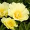 Пион Ито-гибрид 'Гоуинг Бананас' / Paeonia Itoh 'Going Bananas'