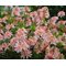 Рододендрон листопадный 'Ирэн Костер' / Rhododendron luteum 'Irene Koster'