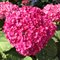 Гортензия древовидная 'Белла Рагацца Мауветта' / Hydrangea arb. 'Bella Ragazza Mauvette'