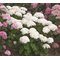 Гортензия древовидная 'Белла Рагацца Бланчетта' / Hydrangea arb. 'Bella Ragazza Blanchetta'
