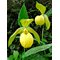 Башмачок 'Барри Филлипс' / Cypripedium 'Barry Phillips'