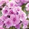 Флокс метельчатый 'Зенобиа' / Phlox 'Zenobia'